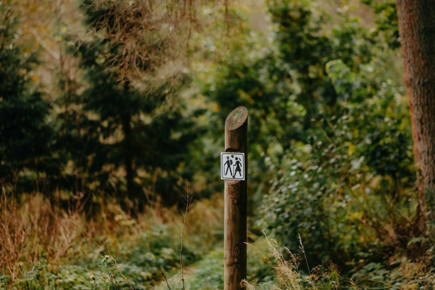 Panneau de départ de sentier en forêt de montagne